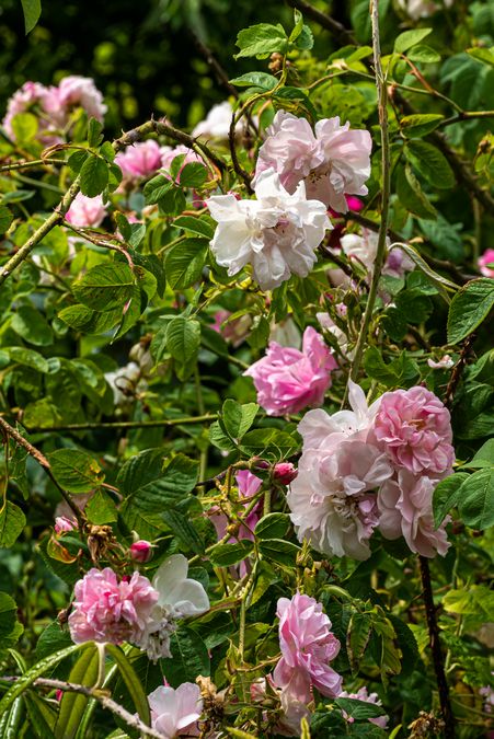 zur Vergrößerungsansicht des Bildes: Damaszener-Rosen (Rosa × damascena) in voller Blüte, Foto: Wolfgang Teschner