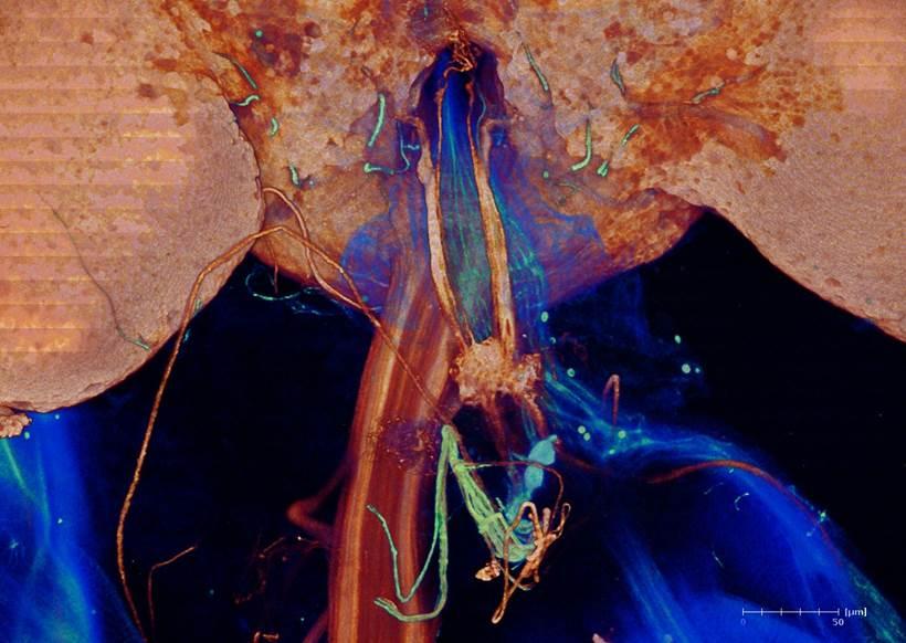 zur Vergrößerungsansicht des Bildes: Rückwärtige Ansicht einer 3D-Rekonstruktion des hypocerebralen Ganglions von Drosophila
