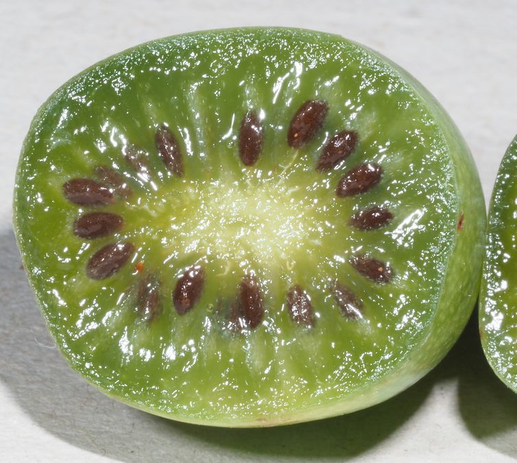zur Vergrößerungsansicht des Bildes: Frucht der Kiwibeere auch Honigbeere, Kokuwa, Kiwai oder Kleinfruchtige Kiwi genannt (Actinidia arguta), Foto: Dr. M. Freiberg