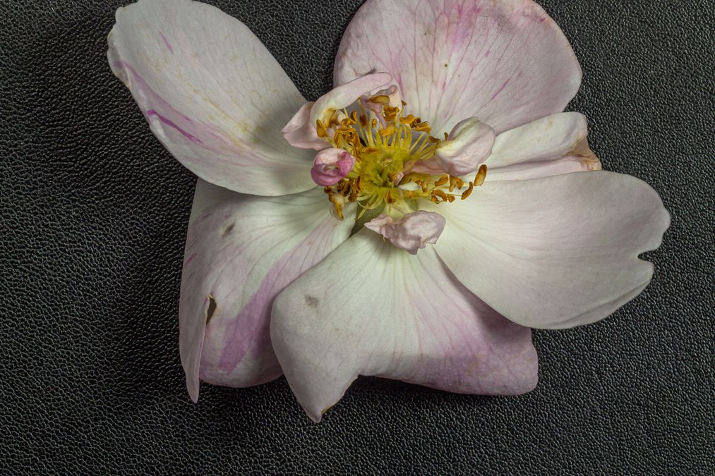 zur Vergrößerungsansicht des Bildes: Blick in das innere einer Damaszener-Rosen-Blüte (Rosa × damascena), Foto: Wolfgang Teschner