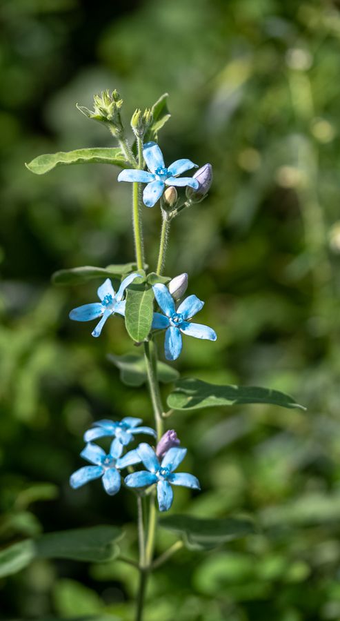 zur Vergrößerungsansicht des Bildes: Eine Einzelne Blaue Seidenblume mit blauen Blüten