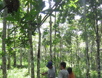 Studenten in Wald Feldarbeit