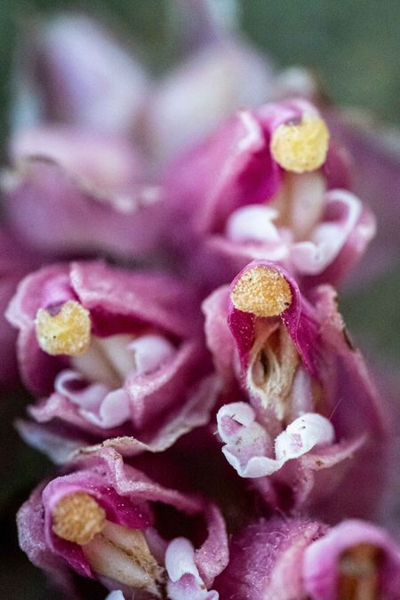 zur Vergrößerungsansicht des Bildes: Detail der Blüte des Schuppenwurz (Lathraea squamaria), Foto: Wolfgang Teschner