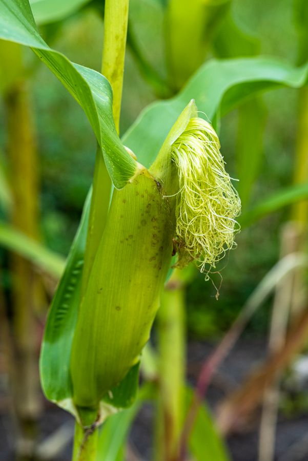 zur Vergrößerungsansicht des Bildes: Ein ausgewachsener Maiskolben, umschlossen von Blättern, direkt an der Pflanze