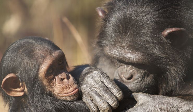 Chimpanzee mother and her child engaging in grooming (Chimfunshi Wildlife Sanctuary, Sambia). Photo: Katja Liebal