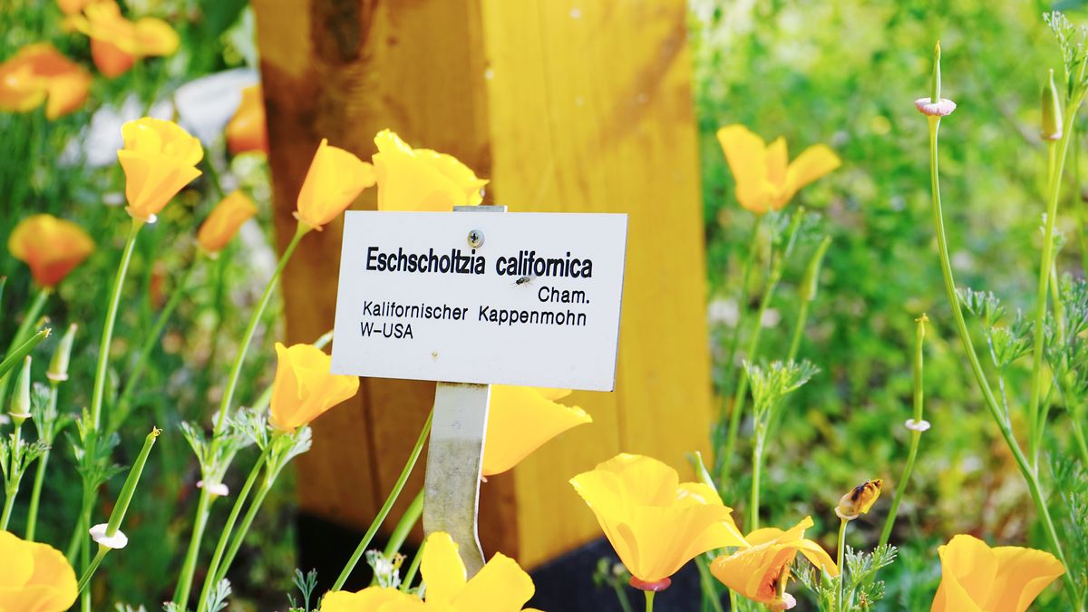 zur Vergrößerungsansicht des Bildes: Hier im Vordergrund zu sehen, ein Pflanzenschild des Kalifornischen Goldmohns (Eschscholzia californica).