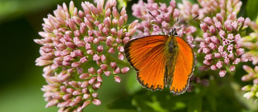 Ein orangefarbener Schmetterling hat sich mit ausgebreiteten Flügeln auf einer Blütendolde niedergelassen. auf Blüte. Foto: Colorbox