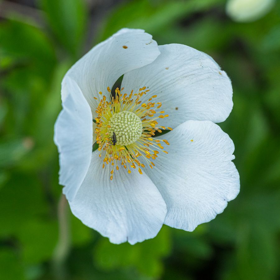 zur Vergrößerungsansicht des Bildes: Eine Großaufnahme einer einzelenen weißen Blüte des Buschwindröchens