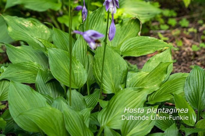 zur Vergrößerungsansicht des Bildes: Duftende Lilien-Funkie (Hosta plantaginea), Foto: Wolfgang Teschner
