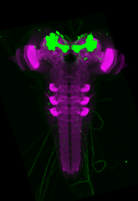 zur Vergrößerungsansicht des Bildes: Darstellung des larvalen Pilzkörpers im Gehirn von Drosophila