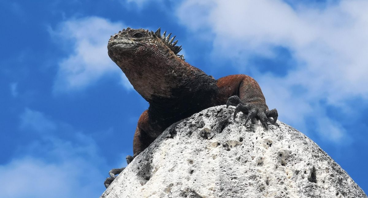 zur Vergrößerungsansicht des Bildes: Meerechsen auf den Galápagos-Inseln
