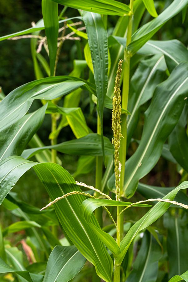 zur Vergrößerungsansicht des Bildes: Die männliche Blüte einer Maispflanze