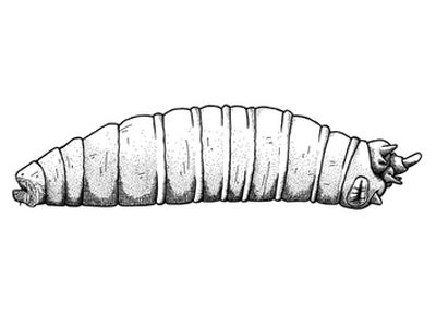 Zeichnung einer Fliegenlarve (Zeichnung: Merlin Szymanski)