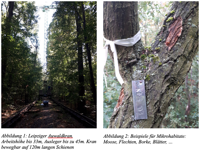 zur Vergrößerungsansicht des Bildes: Leipziger Auwaldkran und Baum mit Moose, Flechten, Borke und Blätter