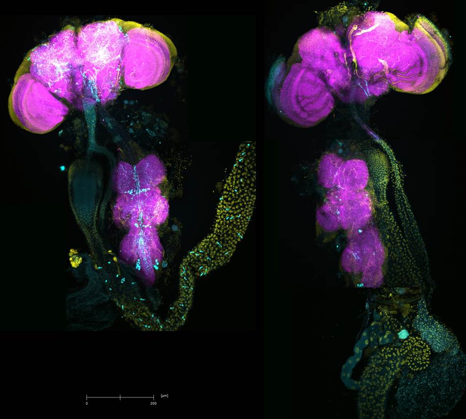 zur Vergrößerungsansicht des Bildes: Fliegenhirne gefärbt mit DAPI, anti-CCHa2, und anti-nc82 (Bild: W. Huetteroth)