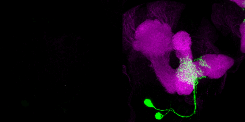 Darstellung von zwei Nervenzellen im Gehirn der Drosophila Larve, die Dopamin als Neurotransmitter verwenden
