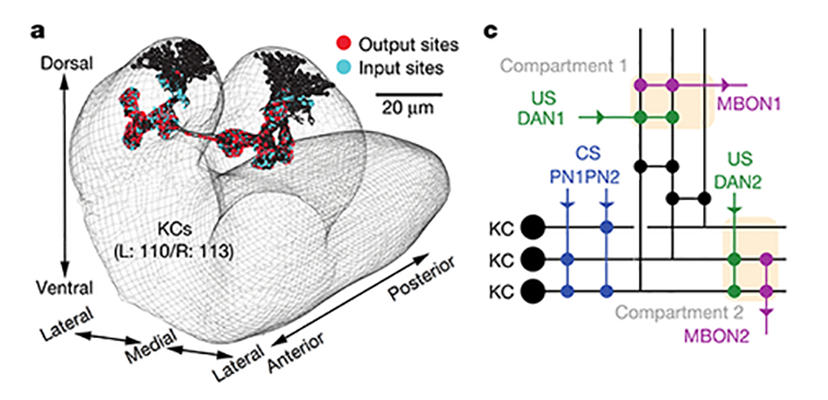 Schaltplan im Gehirn der Drosophila Larve für den Pilzkörper