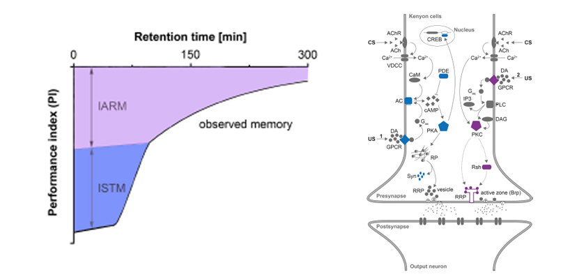 Schematische Darstellung der larvalen Gedächtnisphasen von Drosophila