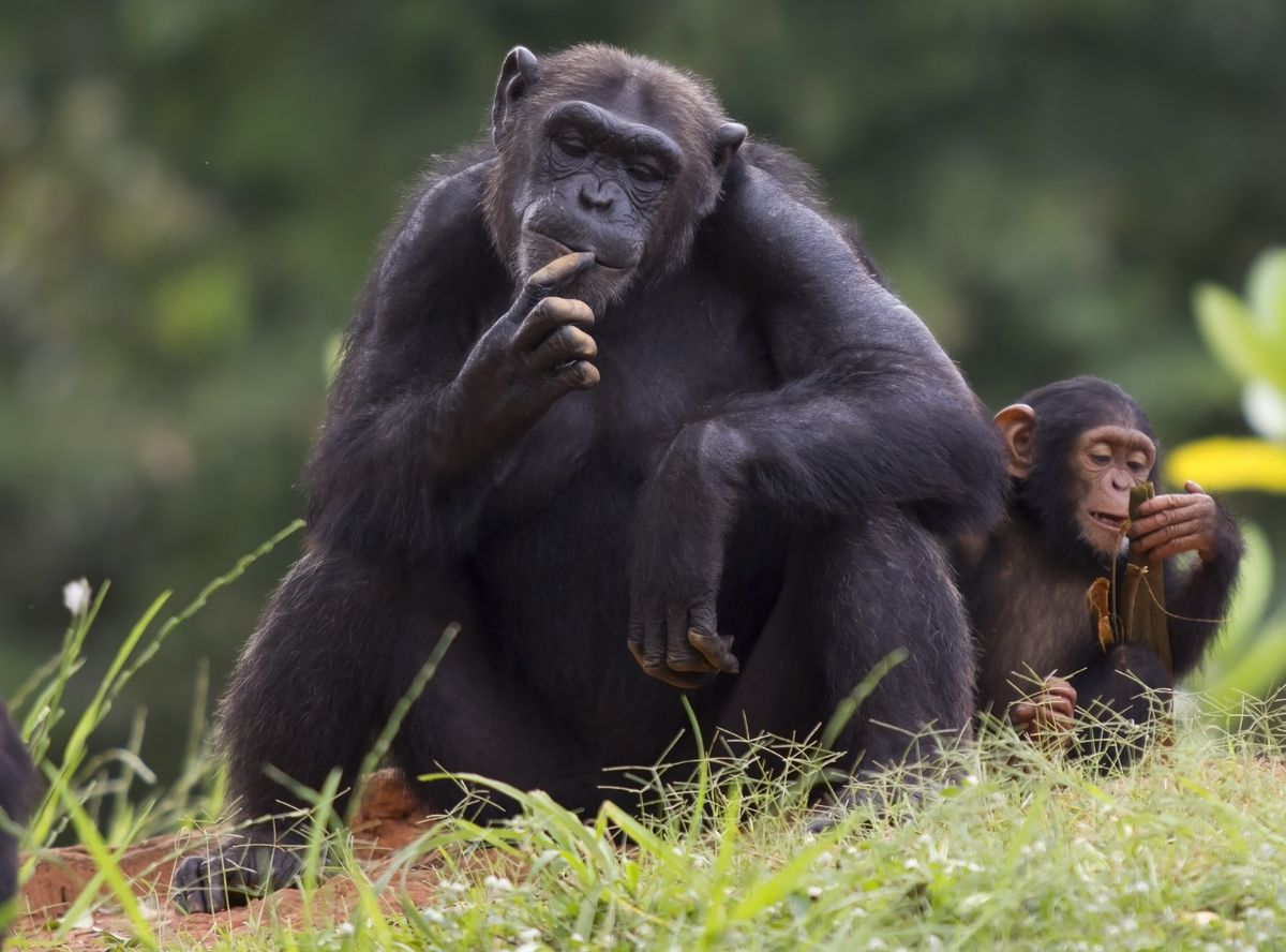 enlarge the image: Chimpanzee with immature, Photo: Colourbox