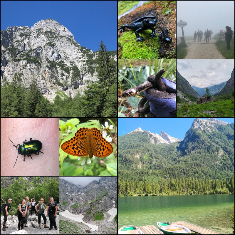 Berge in den Alpen, Alpensalamander, Schmetterlinge