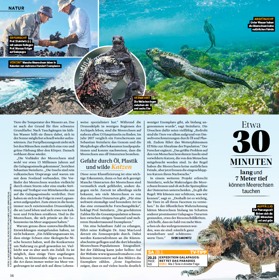 zur Vergrößerungsansicht des Bildes: Meerechsen auf Galapagos, Bild: Matthäus Haase
