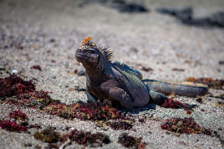 Meerechse mit einem Lava Lizard auf der Insel Fernandina auf den Galápagos-Inseln