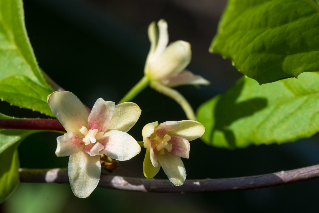 zur Vergrößerungsansicht des Bildes: Drei weiße Blüten des Chinesischen Limonenbaumes