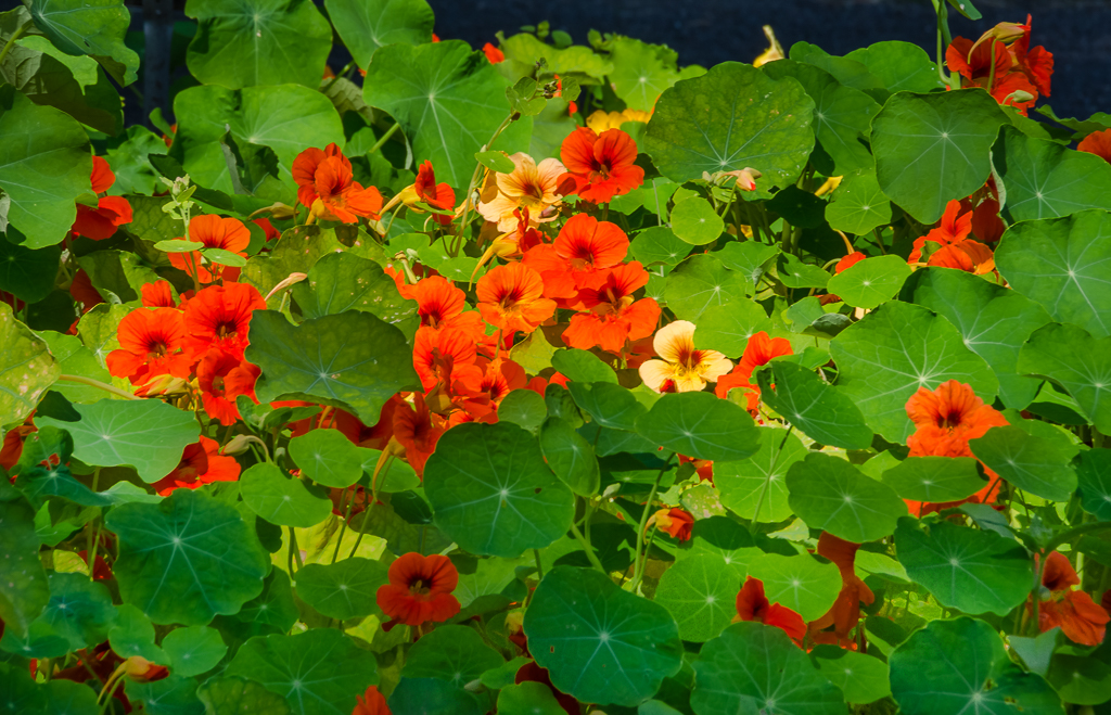 zur Vergrößerungsansicht des Bildes: Große Kapuzinerkresse im Beet mit vielen orangefarbenen Blüten