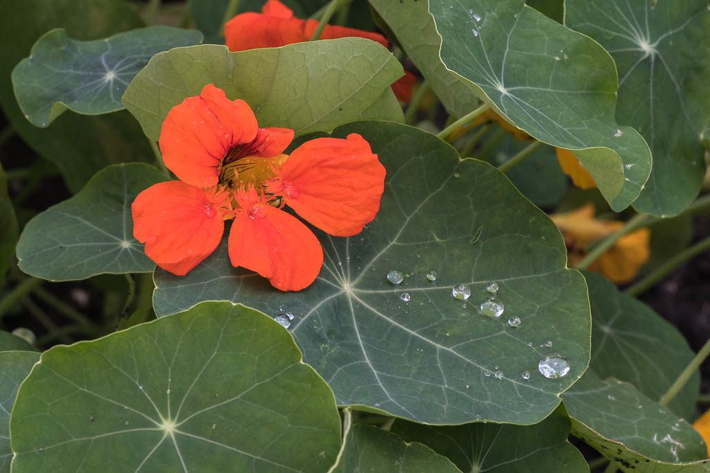 Detailaufnahme von Blättern und einer orangefarbenen Blüte der Großen Kapuzinerkresse