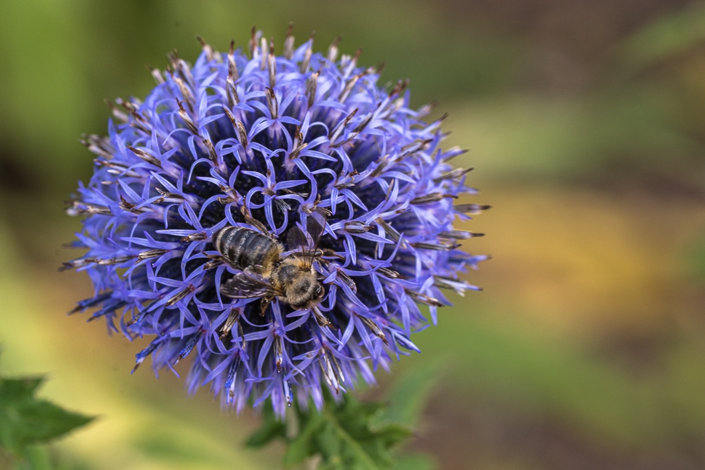 zur Vergrößerungsansicht des Bildes: Blaue, kugelförmige Blüte der Kugeldistel in Nahaufnahme