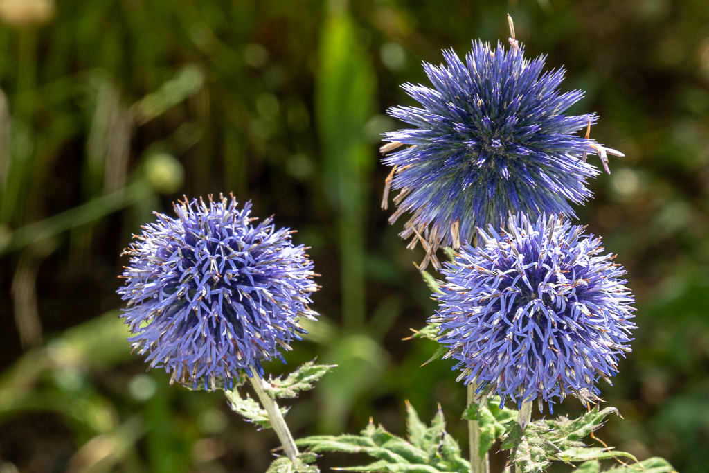 Drei blaue, kugelförmige Blüten der Kugeldistel