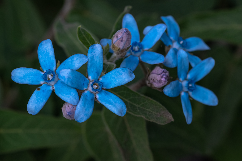 Fünf einzelne blaue Blüten der Blauen Seidenblume