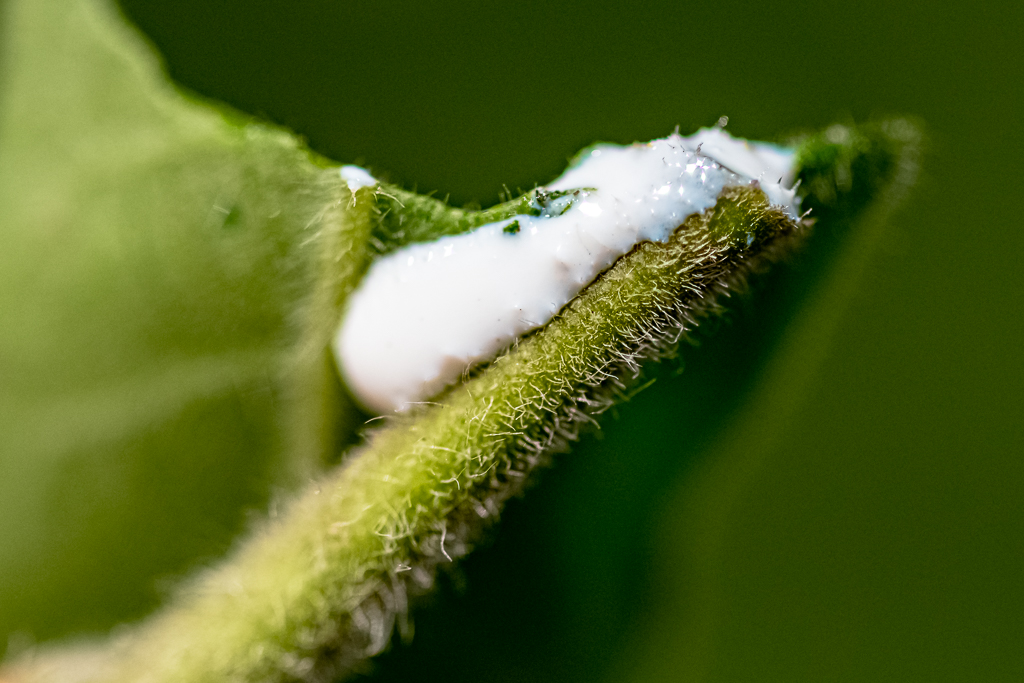 zur Vergrößerungsansicht des Bildes: Weißer Milchsaft tritt an einer Rissstelle am Blatt der Blauen Seidenblume aus