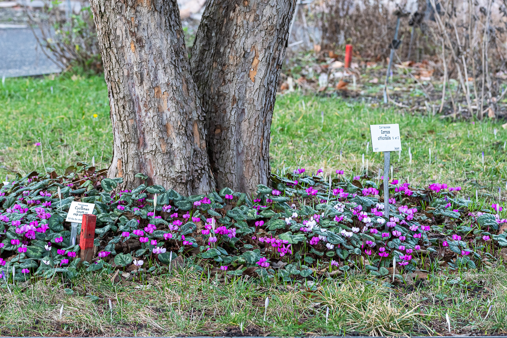 Viele violette Alpenveilchen, gruppiert um den Stamm der Kornelle