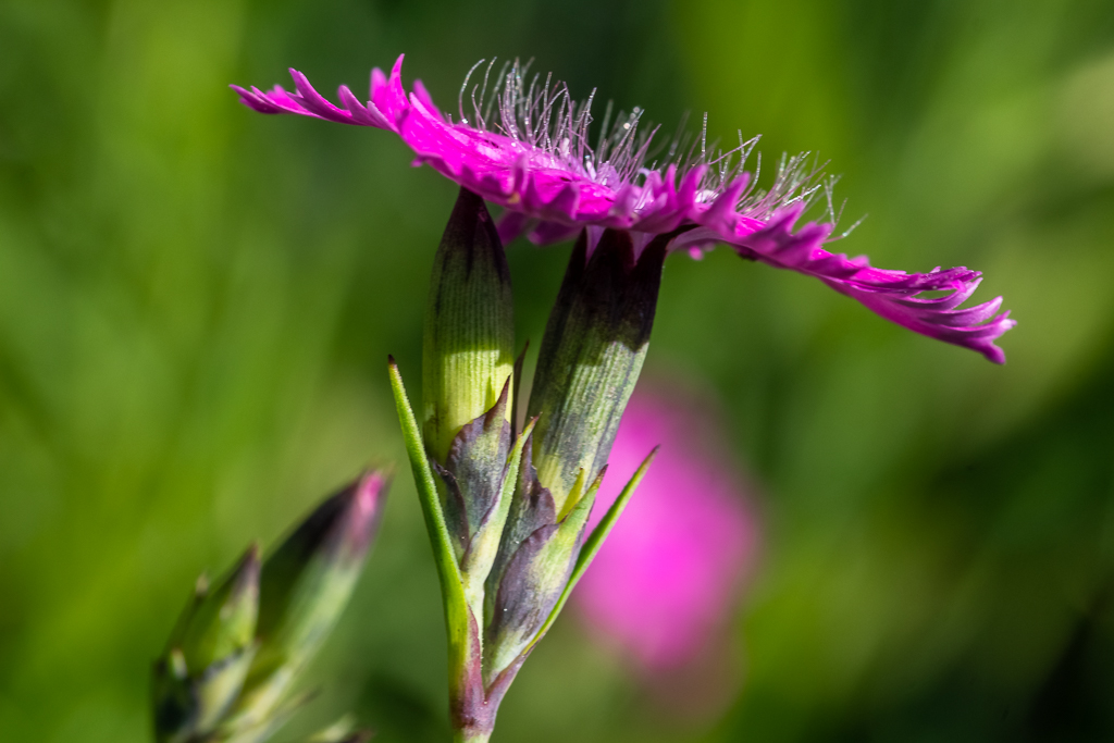 einzelne Blüte einer leuchtend pinken Nelkenart im Profil