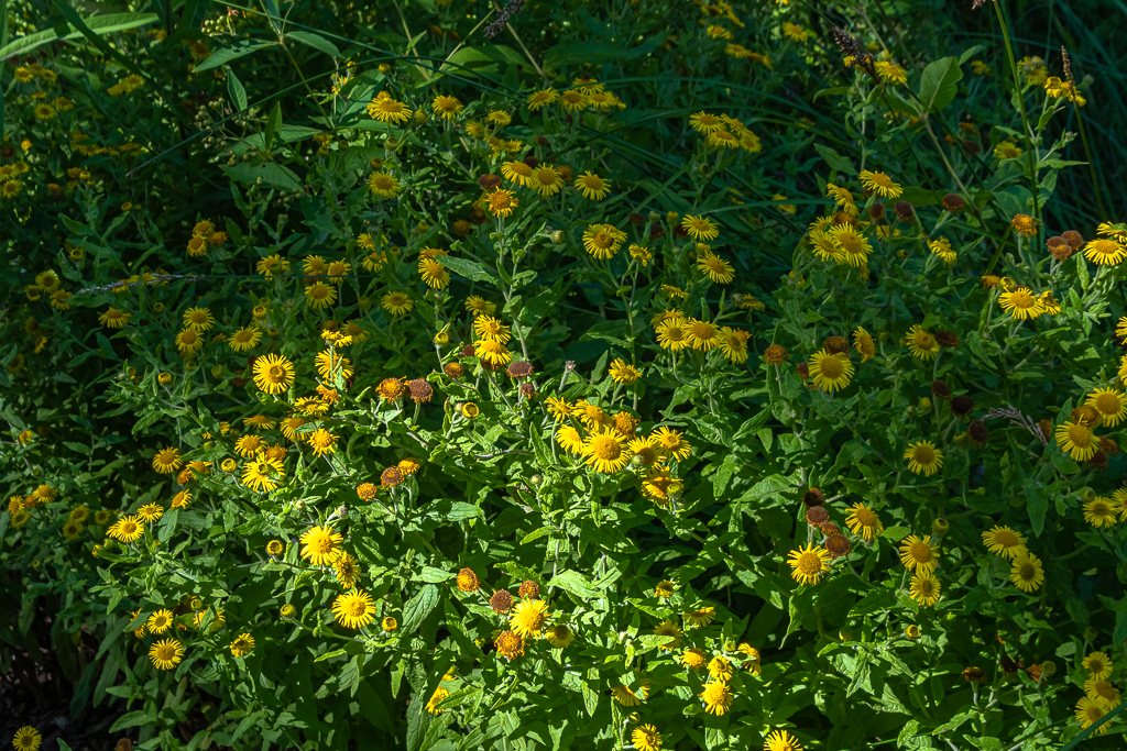 Große Gruppe des Großen Flohkrauts mit gelben Blüten