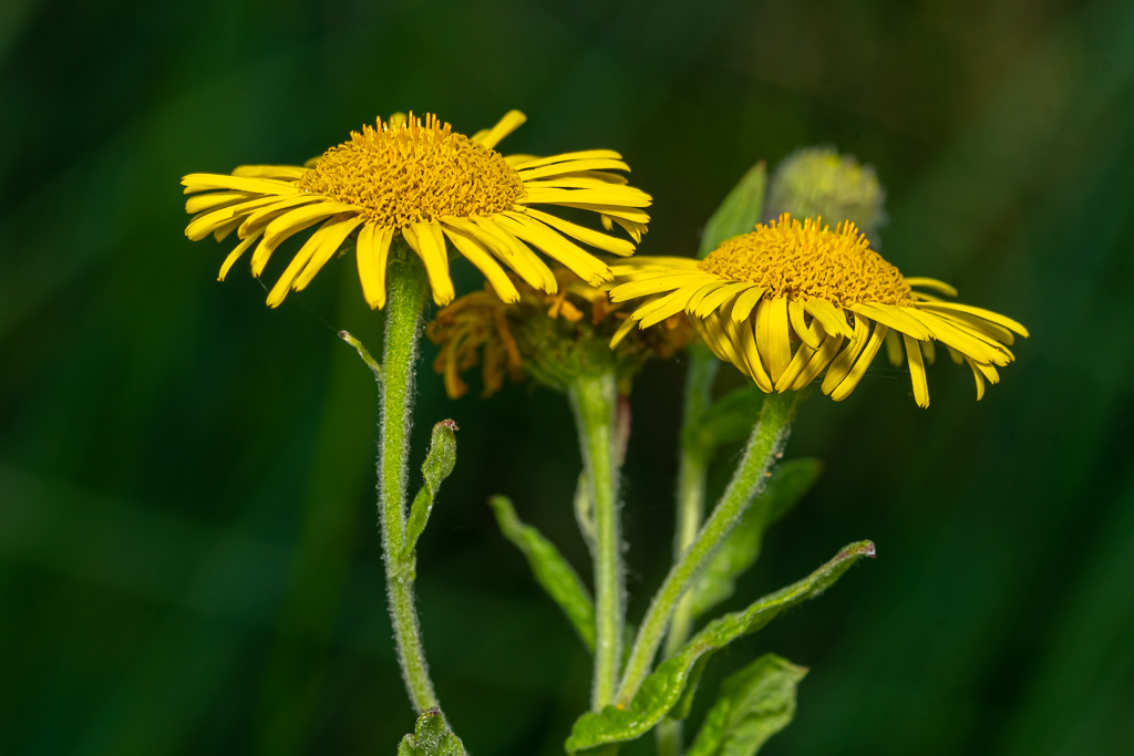 zur Vergrößerungsansicht des Bildes: Zwei gelbe Blüten des Großen Flohkrauts im Profil