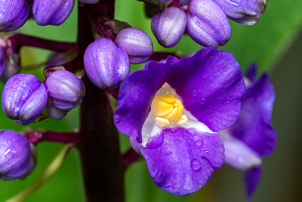 zur Vergrößerungsansicht des Bildes: Detail einer Blüte der Dichorisandra reginae, Foto: Wolfgang Teschner