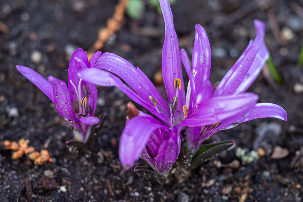 zur Vergrößerungsansicht des Bildes: Blüte der Frühlingslichtblume 