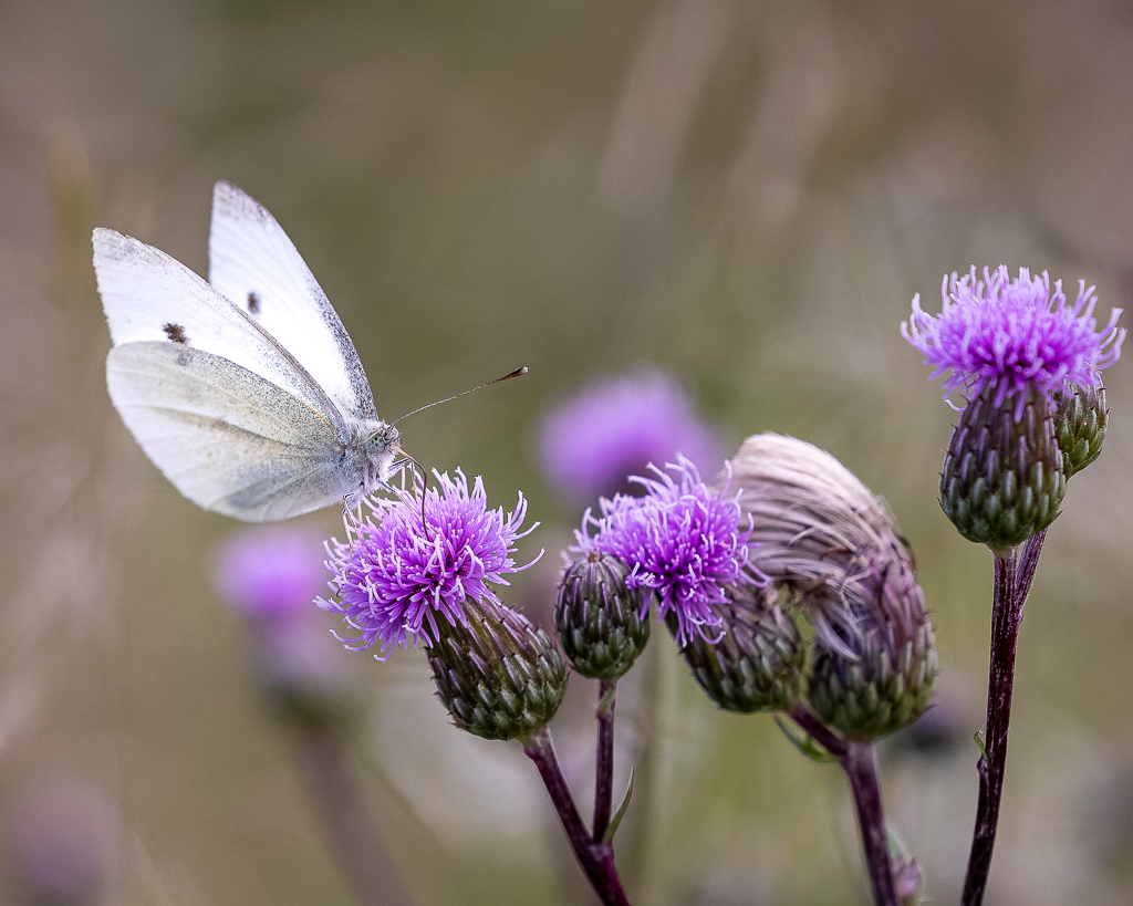 zur Vergrößerungsansicht des Bildes: Kleiner Kohlweißling auf der Blüte einer Distel