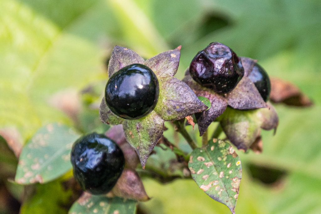 Pflanze des Monats September: die Schwarzen Tollkirsche (Atropa belladonna) mit ihren schwarzen Früchten