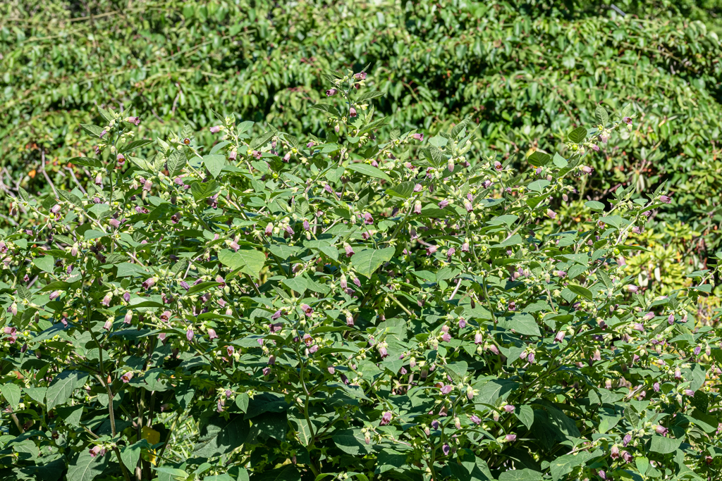 zur Vergrößerungsansicht des Bildes: Pflanze des Monats September 2021: die Tollkirsche (Atropa belladonna), W. Teschner
