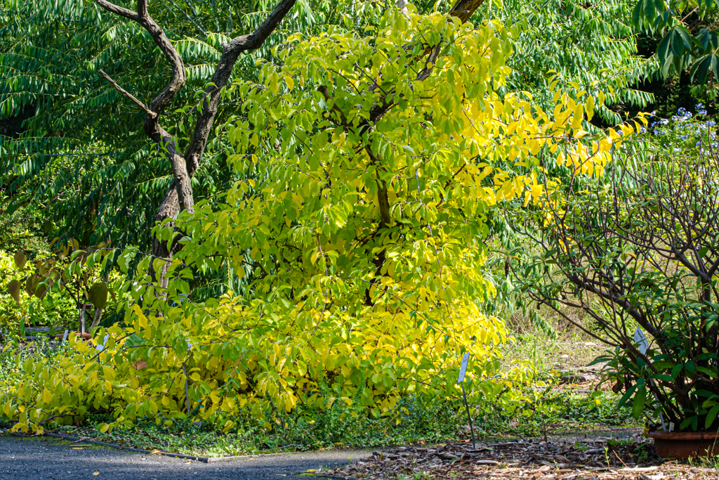 zur Vergrößerungsansicht des Bildes: Der Amerikanische Baumwürger (Celastrus scandens) im Botanischen Garten Leipzig, Foto: Wolfgang Teschner