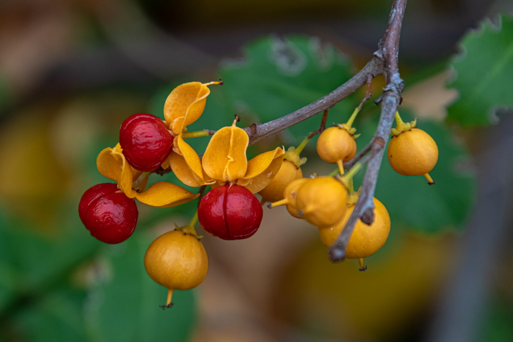 zur Vergrößerungsansicht des Bildes: Rote Früchte des Amerikanischen Baumwürgers (Celastrus scandens)