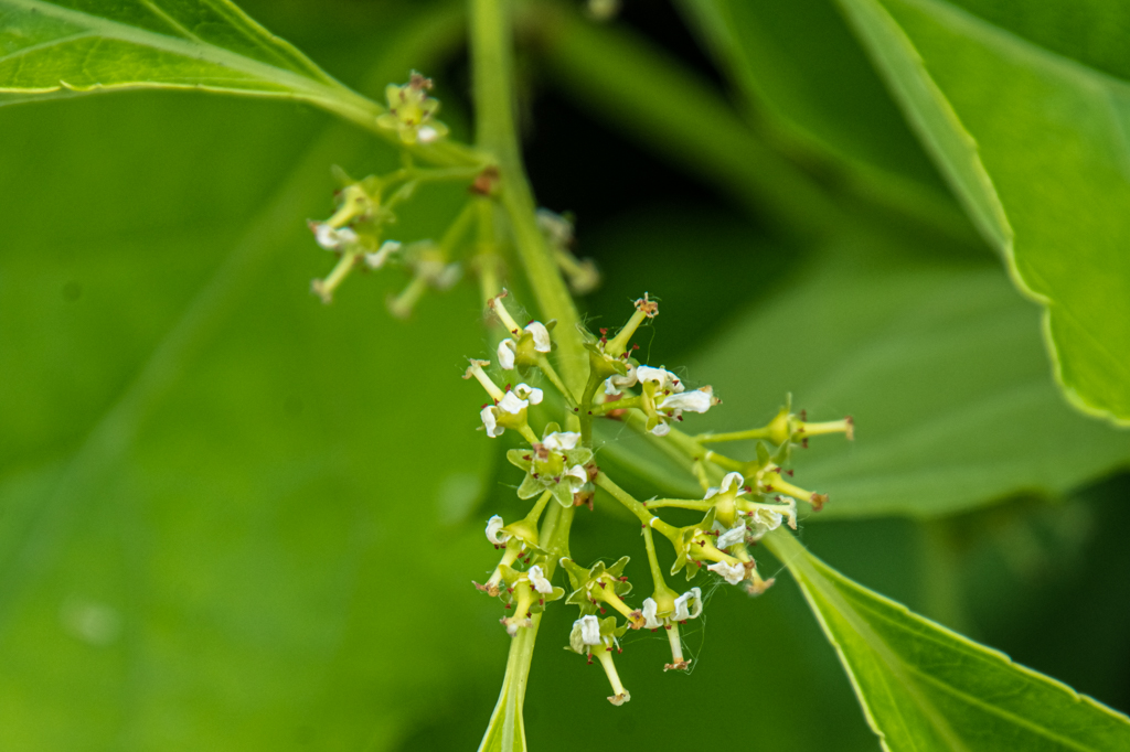 zur Vergrößerungsansicht des Bildes: Kleine Blüten des Amerikanischen Baumwürgers (Celastrus scandens), Foto: Wolfgang Teschner