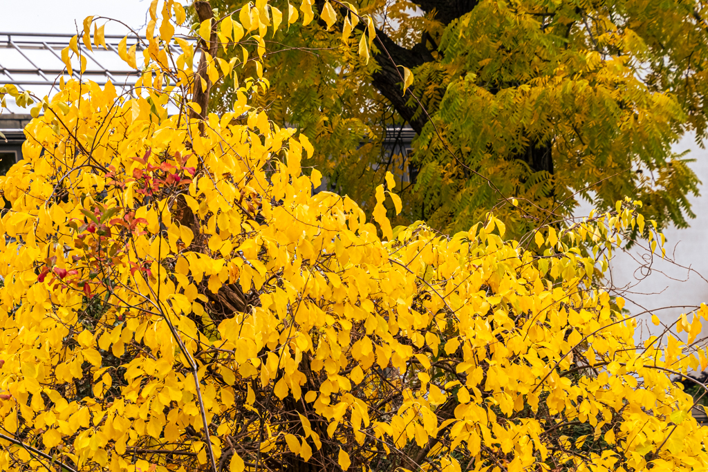 zur Vergrößerungsansicht des Bildes: Wundervolle Herbstfärbung des Amerikanischen Baumwürgers (Celastrus scandens)