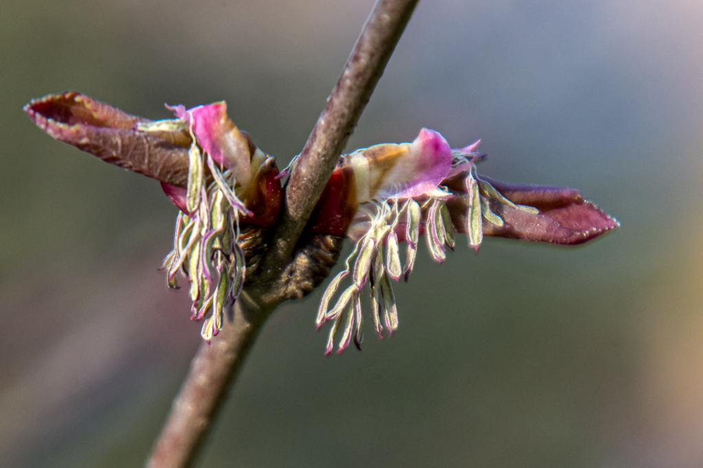 Männliche Blüte des asiatischen Lebkuchenbaumes (Cercidophyllum japonicum); Foto: Wolfgang Teschner