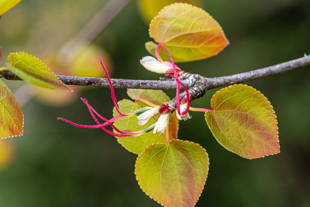 zur Vergrößerungsansicht des Bildes: Weibliche Blüte des asiatischen Lebkuchenbaumes (Cercidophyllum japonicum); Foto: Wolfgang Teschner
