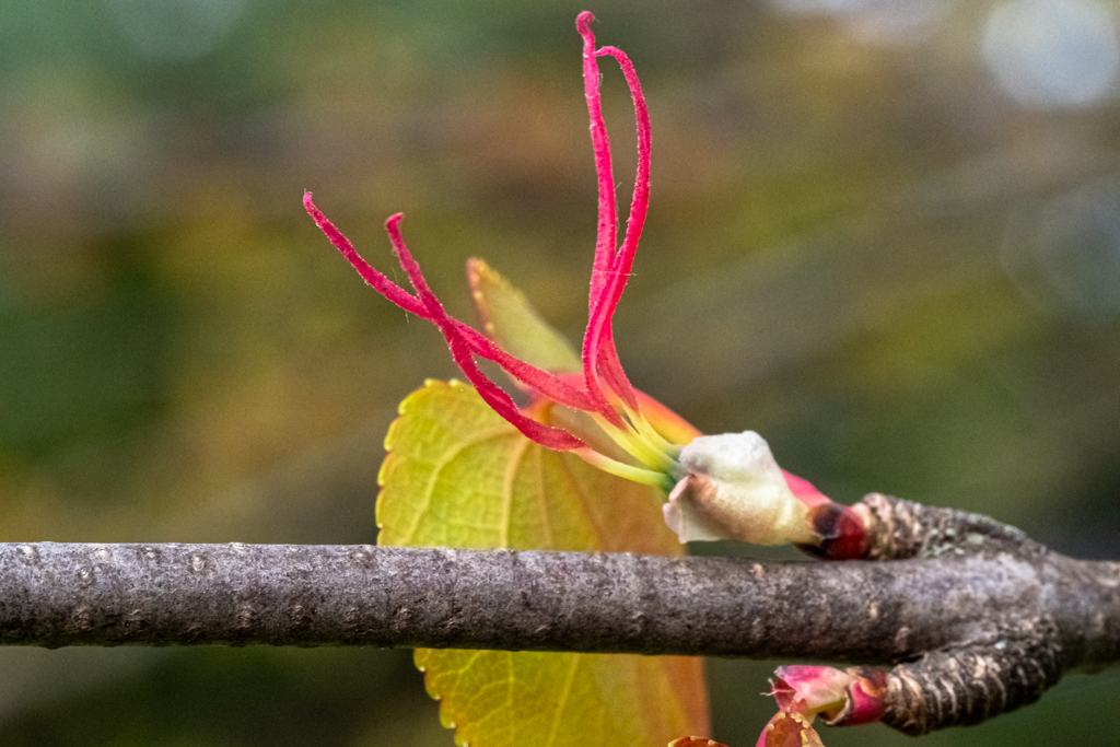zur Vergrößerungsansicht des Bildes: Weibliche Blüte des asiatischen Lebkuchenbaumes (Cercidophyllum japonicum); Foto: Wolfgang Teschner