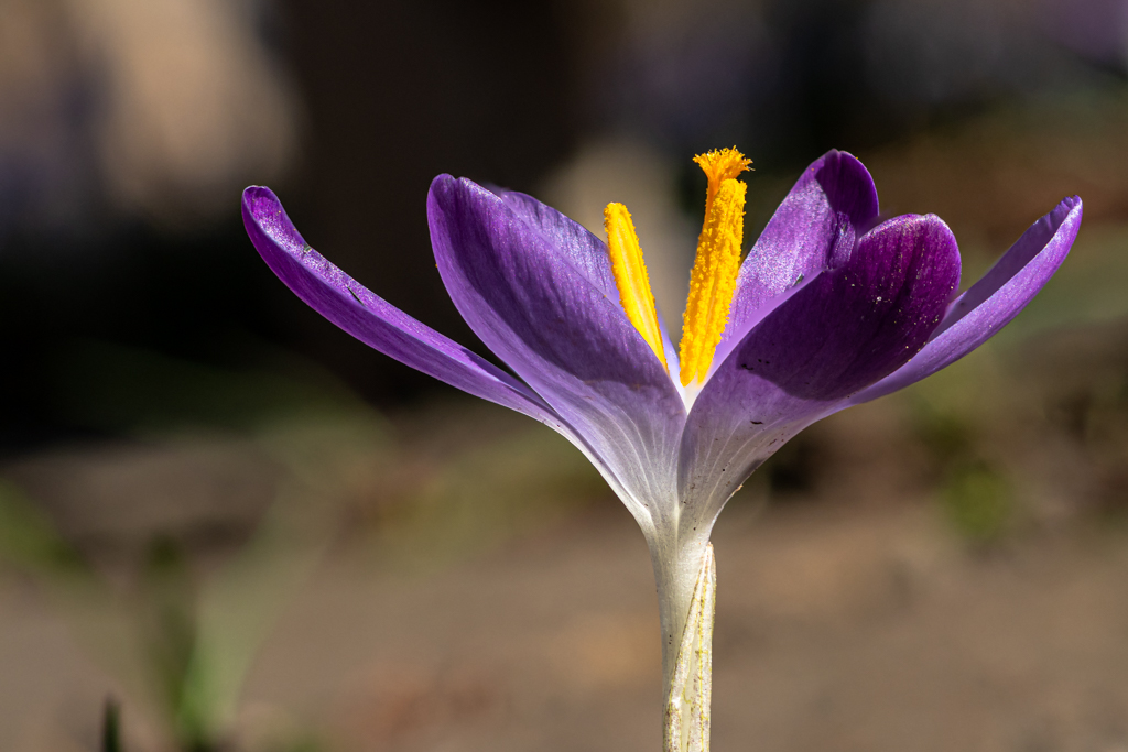 zur Vergrößerungsansicht des Bildes: Elfenkrokus (Crocus tommasinianus); Foto: Wolfgang Teschner
